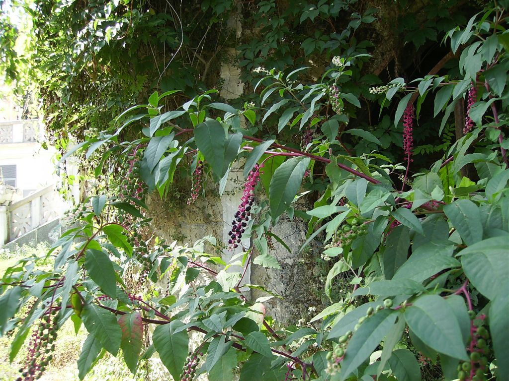 Phytolacca americana